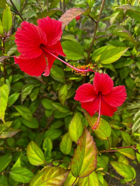 🌺Tropical flower, hibiscus, wild flower, bright pink, bright red 🌺 Flower Hibiscus, Tropical Flower, Hibiscus Flower, Wild Flower, Hibiscus Flowers, Holiday Photos, Tropical Flowers, Bright Red, Bright Pink