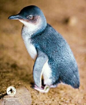 Fairy Penguin, Little Blue Penguin, Galapagos Penguin, Chinstrap Penguin, Penguin Species, Adelie Penguin, Blue Penguin, Phillip Island, Australian Natives