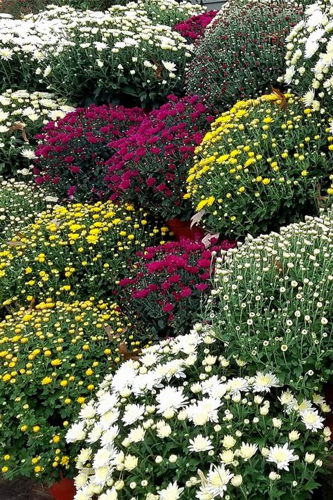 How To Make Mums Bloom Longer This Fall - The 3 Secrets To Success! Fall Mums Garden, White Mums Flowers, How To Make Mums Last Longer, White Mums Front Porch, Mums Planted In Ground, Mums In Flower Bed, Landscaping With Mums, Mums Flowers Front Porch, Fall Mums Display