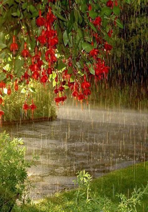 Healing Rain, Sunny Rain, Rain Pictures, Rain Aesthetic, Love The Rain, Foggy Weather, Smell Of Rain, Rainy Day Aesthetic, I Love Rain