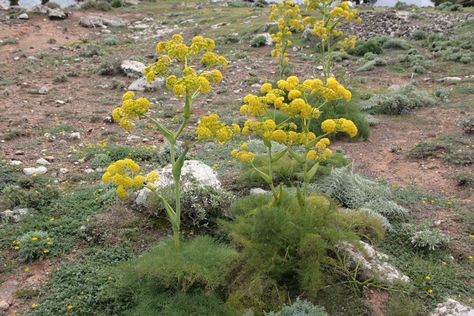 Asafoetida plant. Indian Coffee, Perennial Herbs, Another Country, Plant Health, Terrace Garden, All About Plants, Medicinal Plants, Mulch, Fennel