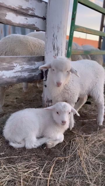 Guided Rock Farms on Instagram: "Be diligent to know the state of your flocks, give careful attention to your herds; for riches don’t last forever. Proverbs 27:23 Spending time with our sheep and watching them thrive and grow is one of the most rewarding things about being a shepherd. We keep them safe (along with our LGDs) and they provide us with multifunctional wool. 🐑 #sheep #sheepofinstagram #lambs #cuteanimals #babyanimals #proverbs #navajochurro #rambouillet #wool #fiberart #nebraska # Barbados Sheep, Sheep Meme, Merino Sheep Photography, Proverbs 27, New Zealand Sheep Farm, Sheep Memes Humor, Flocking, Proverbs, Sheep