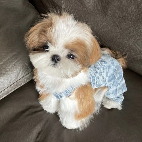 Dogs Social Media, Cut Puppies, Cute Fluffy Puppies, Perro Shih Tzu, Cute Fluffy Dogs, Cute Teacup Puppies, Cute Small Dogs, Cute Dog Wallpaper, Puppies Cute