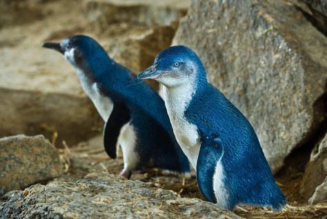 Fairy Penguin, Little Blue Penguin, Kiwi Birds, Australia Animals, Native Australians, Flightless Bird, Australian Wildlife, Blue Fairy, Tasmanian Devil