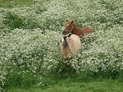 Walk through the Cow Parsley Cow Parsley, Cottagecore Aesthetic, Horse Girl, Nature Aesthetic, The Ranch, Pretty Places, Green Aesthetic, Country Life, Beautiful Horses