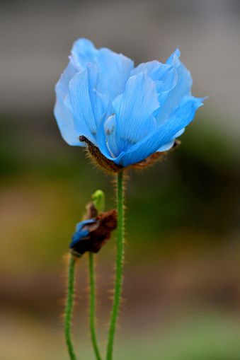 Himilayan Blue Poppy Flower Petals - Free photo on Pixabay Himalayan Blue Poppy Flower, Himalayan Poppies, Blue Poppy Flower, Harper Wilde, Himalayan Blue Poppy, Enchanted Gardens, Poppy Drawing, Blue Poppy, Enchanted Garden