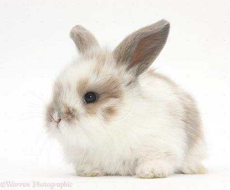 Rabbit Png, Rabbit Pictures, Rabbit Photos, Baby Rabbit, Brown Babies, Bunny Art, Cute Rabbit, Silly Animals