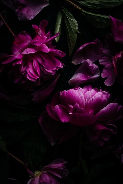 Moody flower photography shot of pink peonies Photography Dark, Flower Photography, Flowers Photography, In The Dark, Purple Flowers, Black Background, Peonies, Pink Flowers, Purple