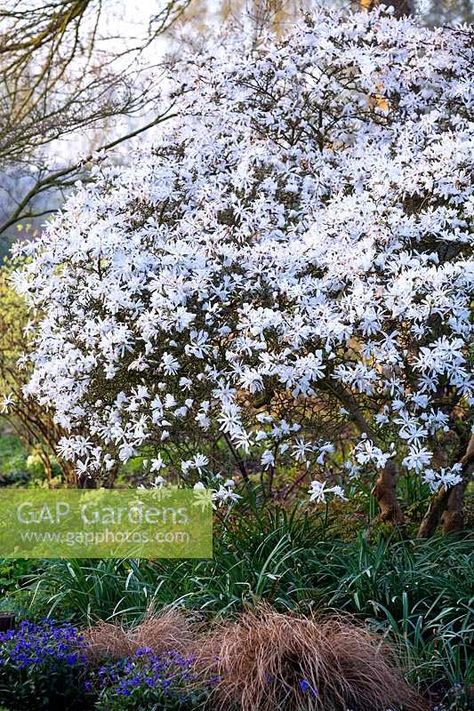 Royal Star Magnolia, Star Magnolia, Magnolia Stellata, Plant Photography, Planting, Garden Plants, Magnolia, Gap, Yard