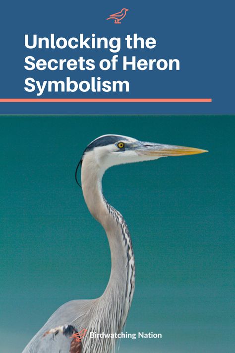 Explore Heron symbolism with this beautiful pin! Herons represent wisdom, solitude, and self-reflection, standing as serene guardians of the water's edge. Ideal for anyone fascinated by the mystical meanings behind our feathered friends or seeking inspiration from nature's elegance. Dive into the tranquil world of Heron symbolism and let it inspire your journey. 🌊🦋 #HeronSymbolism #NatureWisdom #SpiritualJourney" Heron Spiritual Meaning, Heron Symbolism, Swan Symbolism, Bird Symbolism, Heron Tattoo, Native American Folklore, Heron Bird, Night Heron, Celtic Mythology