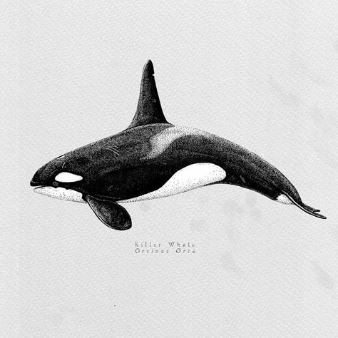 Maps Illustration, Killer Whale Tattoo, Orca Art, Orca Tattoo, Whale Drawing, Ocean Drawing, Whale Illustration, Pen Art Work, Ancient Greek Sculpture