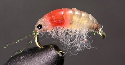 FTF Fly Pattern - HMG Fly Systems - HMG Scud - Coldwater Species ... Shark Tale, Fly Fishing Flies Pattern, Western Nc, Fly Fishing Gear, Fly Patterns, Fly Tying Patterns, Sea Fish, Fly Tying, Fishing Lures