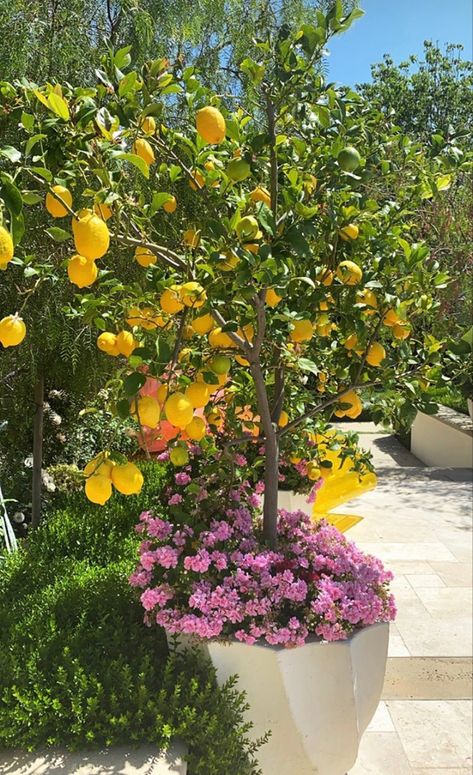 Huerta En Casa Ideas, Lemon Tree Potted, Pink Flowering Trees, Tattoo Plant, Citrus Trees, Potted Trees, Mediterranean Garden, Backyard Inspo, Home Landscaping