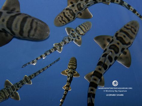 Leopard Shark Zebra Shark, Leopard Shark, Types Of Sharks, Cool Sharks, Shark Pictures, Shark Drawing, Kelp Forest, Monterey Bay Aquarium, Baby Leopard