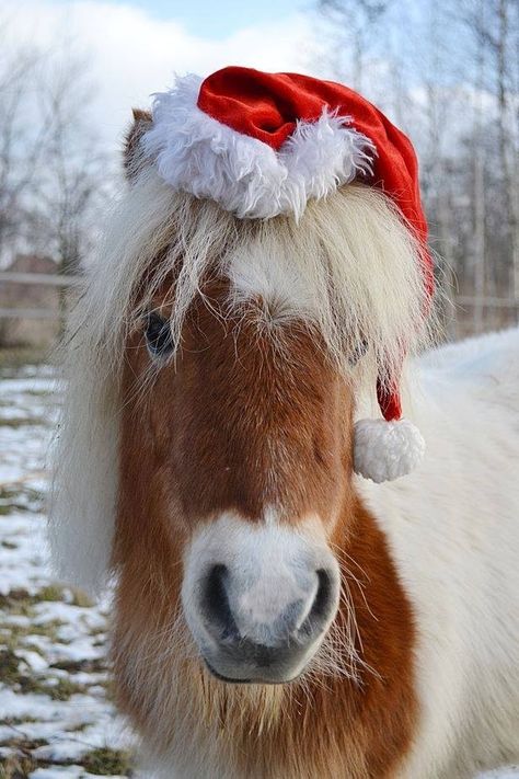 MerryChristmas!!! Merry Christmas Horse, Horse Images, Christmas Country, Christmas Horse, Horse Christmas, Horse Costumes, Christmas Horses, Chicken Nugget, Christmas Pet