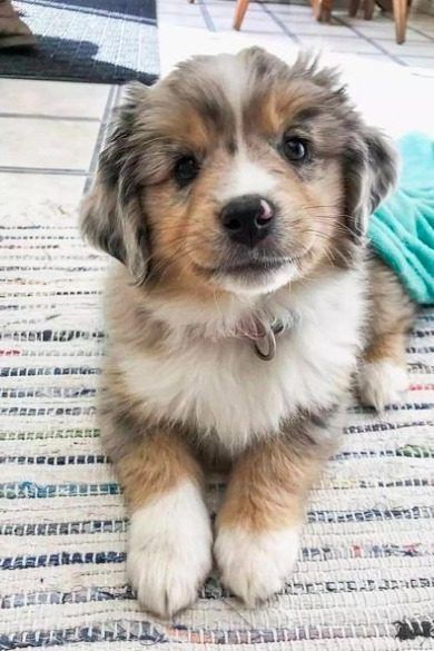 Dog Grooming At Home, Dog Grooming Tips, Aussie Puppies, Really Cute Puppies, Dog Grooming Supplies, Super Cute Puppies, Cute Dog Photos, Cute Animals Puppies, Very Cute Dogs