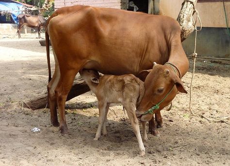 Nguni Cattle, Indian Milk, Body Painting Festival, Pig Breeds, Cow And Calf, Animal Photography Wildlife, Buddhist Art Drawing, Lucky Wallpaper, Dairy Cattle