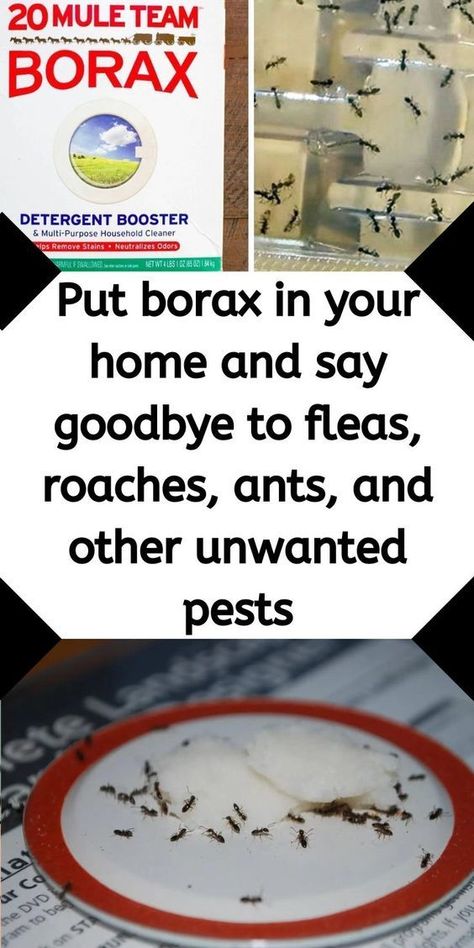 Cockroaches, ants, and fleas can wreak havoc on your home. But what if there was one non-toxic method to rid them all from your home, instead of stocking and spraying a number of different chemicals around the house. Borax can rid these yucky bugs from your home without having to spray harsh chemicals. The way... Flea Spray For House, Homemade Flea Spray, Homemade Ant Killer, Display Collections, Borax Cleaning, Diy Bug Spray, Bug Spray Recipe, Flea Remedies, Easy Cleaning Hacks