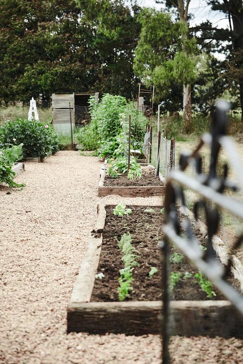 Seasonal splendour guides the planting and activty at Bimlow Cottage, one young family's property in Edith, NSW. Cottage Veggie Garden, Vegetable Patch Ideas, Dreamy Gardens, Vege Garden, Backyard Bee, Veggie Gardens, Outdoor Renovation, Garden Farm, Gardening Diy