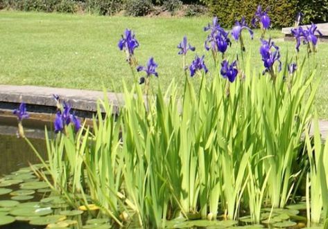 Water Iris, Tanaman Air, Taman Air, Bog Plants, Goldfish Pond, Water Gardens Pond, Aquatic Garden, Backyard Pond, Garden Pond Design