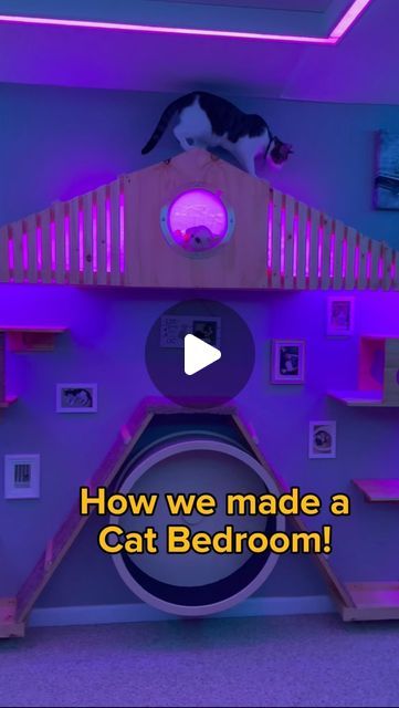 @heyjajadesigns on Instagram: "Cat bedroom tutorial!   #diy #cat #catsofinstagram #tutorial #bedroommakeover #catification #cats" House With Cats Living Rooms, Diy Cat Running Wheel, Cat Foster Room Ideas, Cat Rooms Indoor Diy, Cat Assesories Aesthetic, Cat Loft Ideas, Cat Closet Room, Cat Playroom Ideas, Diy Cat Room Ideas