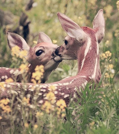 love Funny Animal Videos, Mule Deer, Good Morning Kisses, Deer Family, Wild Creatures, Whitetail Deer, Woodland Creatures, Animal Planet, Animals Friends