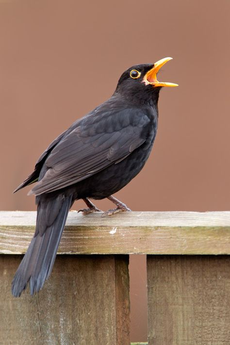 Common Blackbird, Bird Painting Diy, Red Bird Tattoos, Bird Photos, Garden Birds, British Wildlife, Bird Artwork, Pretty Birds, Bird Photo