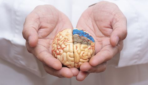 A doctor's hands holding a model of a brain. High Cholesterol Levels, Frankfurt Germany, High Cholesterol, Health Challenge, Cholesterol Levels, Medical Prescription, Alzheimers, Clinical Trials, Disease