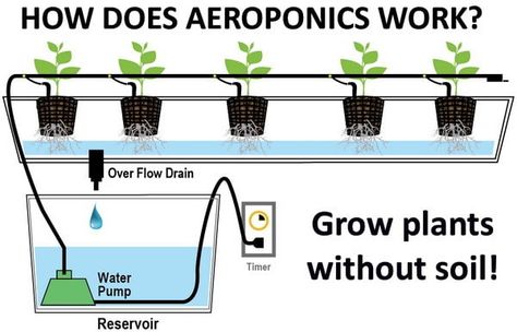 grow plants without soil Plants Without Soil, Backyard Aquaponics, Aquaponics Diy, Water Timer, Hydroponic Farming, Hydroponics Diy, Aquaponic Gardening, Drip System, Drip Irrigation System