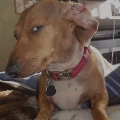 side eye dog (profile picture) Eyes Meme, Frog Meme, Barbie Funny, Side Eye, Silly Dogs, Dog Pin, Funny Reaction Pictures, Wiener Dog, Meme Faces