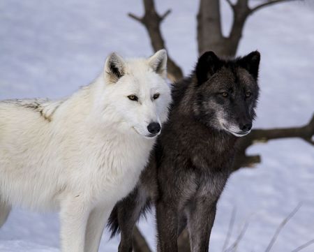 Grey Wolves Photo by Kelley Parker -- National Geographic Your Shot Wolf Mates, Grey Wolves, Wolf Husky, Snow Animals, Wolf Images, Wolf Stuff, Wolf Photos, Wolf Love, Wolf Pictures