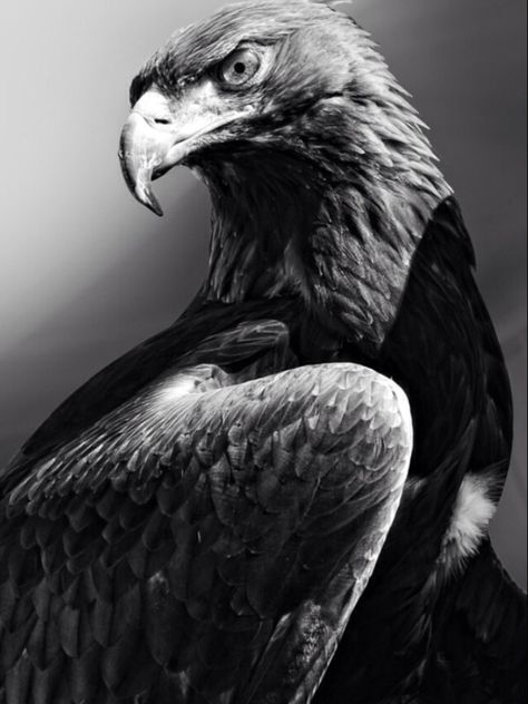 Wild Animal Wallpaper, Eagle Images, Eagle Pictures, Eagle Art, Foto Art, Buffalo Bills, Birds Of Prey, Animal Wallpaper, Bird Photography