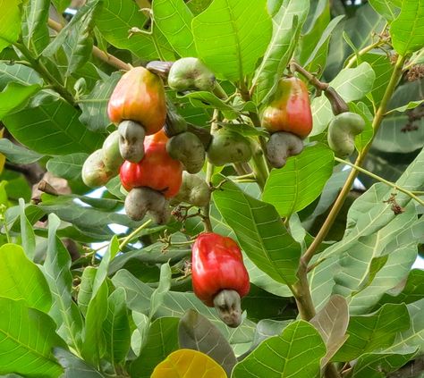 cashew tree | This is the cashew tree in the PIMS campus, which is blossoming and ... Cashew Nut Tree, Cashew Tree, Greek Diet, Greek Cookies, Spit Roast, Spinach Pie, Easter Bread, Cheese Curds, Greek Dishes