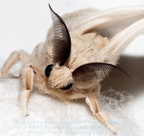 See more Moth Cocoon, Silk Moths, Poodle Moth, Bombyx Mori, Silk Moth, Cute Moth, Moth Caterpillar, Cool Bugs, Moth Art