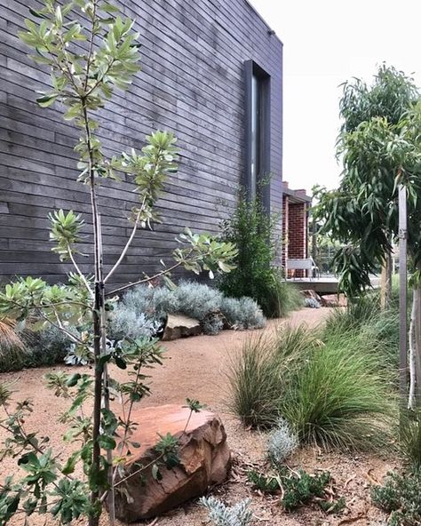 Modern Native Garden | King's Landscaping Modern Australian Garden, Australian Landscaping, Australian Garden Design, Australian Native Garden, Australian Garden, Coastal Gardens, Sustainable Garden, Native Garden, Garden Landscape Design