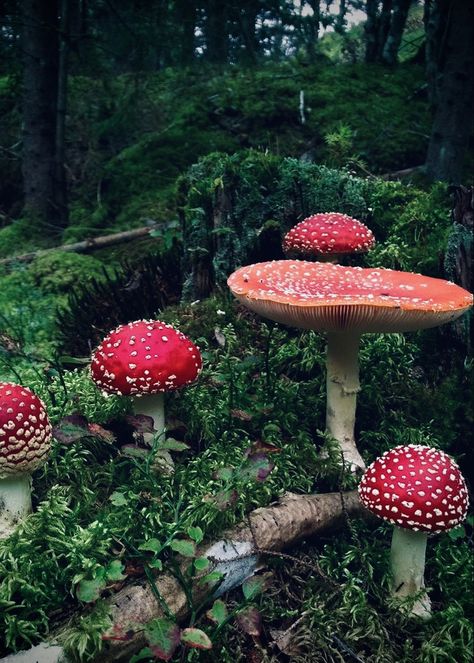 Fly Amanita, Amanita Muscaria, Fly Agaric, Photography Autumn, Red Mushroom, Collage Kit, Popular Culture, Collage, Red