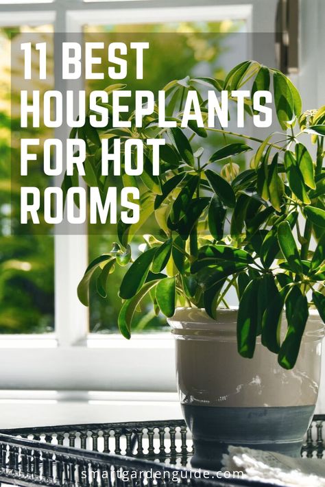 Choosing houseplants for hot rooms can be tricky. Here are 11 indoor plants that love the heat and will do well in direct sunlight. Heat Absorbing Plants, High Light Indoor Plants, Best Plants For Sunroom, Indoor Plants That Like Direct Sunlight, Sun Loving Indoor Plants, House Plants That Like Direct Sunlight, Direct Sun Houseplants, Low Sunlight Indoor Plants, Plants For Direct Sunlight Indoor