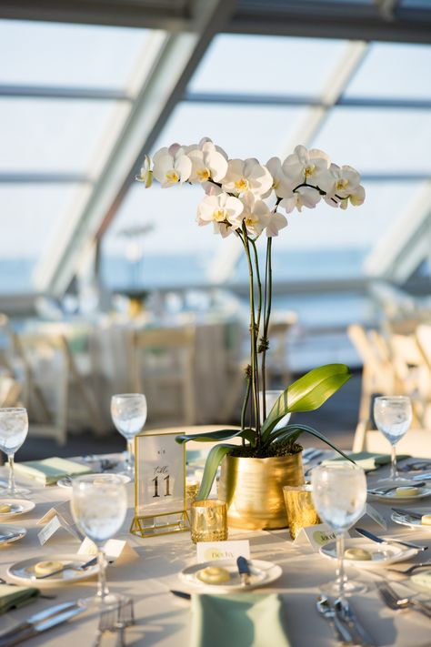 This timeless and elegant wedding took place last summer at Chicago's historic Adler Planetarium. The couple wanted all white wedding flowers. Romee Willow Florals provided tall, white orchids in gold vases for the dinner table centerpieces. To see what other floral decor we provided, click the link to visit our blog. Photo by Ed and Aileen Photography. Flowers Dinner Table, White Orchid Centerpiece, Orchid Centerpieces Wedding, Timeless Elegant Wedding, Sage Wedding Colors, Orchid Vase, Dinner Table Centerpieces, Adler Planetarium, Champagne Color Dress