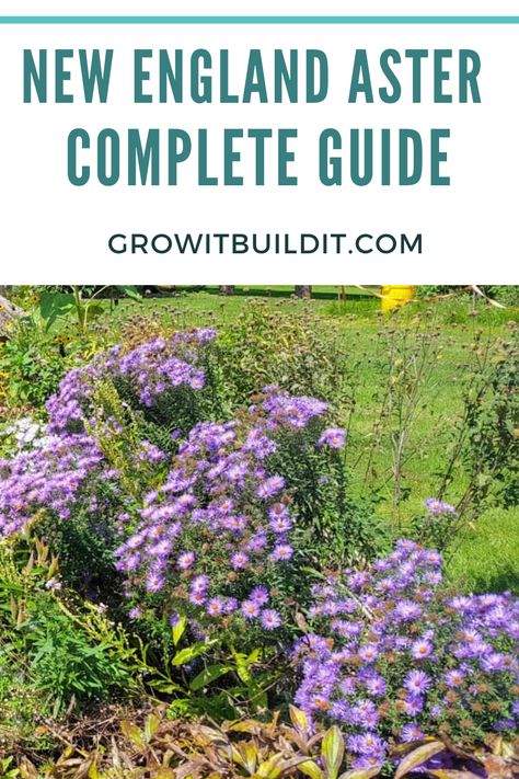 New England Aster is a perennial that is native to the Eastern United States, it is adaptable to a wide variety of soil types. The primary concern is how much sun it receives, and that it doesn’t dry out too much. This article will give you all the information you need, and teach you how to grow New England Aster, from seed to bloom! New England Aster, Lilac Varieties, Rose Fertilizer, Evergreen Bush, Garden Border, Full Sun Plants, Vegetable Garden For Beginners, Perennial Shrubs, Crape Myrtle