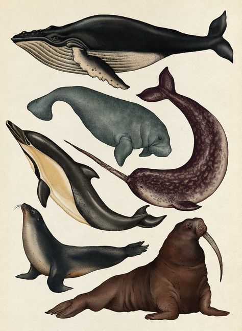 Water Mammals Vintage Drawings, Scientific Drawing, Katie Scott, Sea Mammal, Scientific Illustration, Botanical Drawings, Museum Exhibition, Marine Animals, Nature Illustration