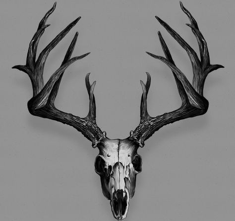 Deer Skull Tattoo Design, Stag Skull, Deer Skull Tattoo For Men, Elk Skull Drawing, Elk Skull Tattoo, Black Deer Head, Stag Skull Tattoo Design, Stag Skull Tattoo, Deer Skull Tattoo