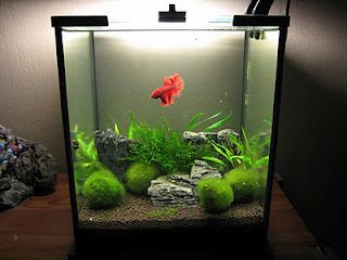 Nice planted betta tank. From Aquarium Poetry Blog. Aquriam Fish, 5 Gallon Betta Tank Ideas, 5 Gallon Aquascape, 5 Gallon Fish Tank Ideas, Planted Betta Tank, 5 Gallon Tank, Takashi Amano, Fish Tank Ideas, Tanaman Air