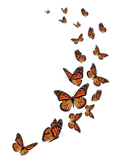 Monarch Butterflies Art, Fly Drawing, Butterfly Flying, Butterfly Cutout, Butterfly Background, Typography Alphabet, Butterfly Photos, Butterflies Flying, Butterfly Pictures