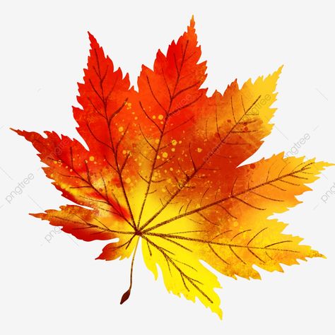 Autumn Leaf, Maple Leaves, Png Clipart, Maple Leaf, Orange, Yellow, Water, White