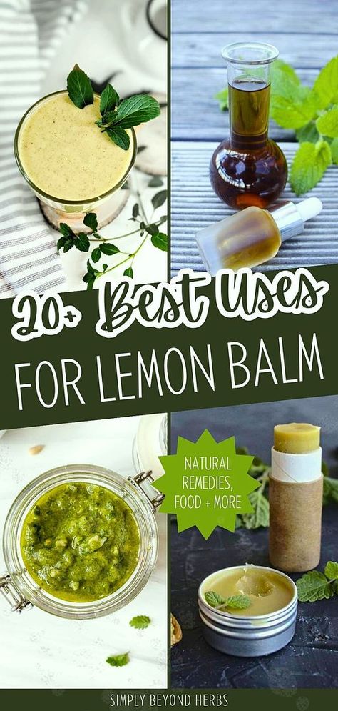 Add to your Natural Remedies with 20+ best uses for lemon balm plant. Explore over 20 recipes using fresh lemon balm leaves, including tea, salad vinaigrette, lemonade, tincture, and syrup. Learn to create lip balm and other natural remedies for health benefits. Find more herbalism recipes, natural herbs medicine, and uses for lemon balm at simplybeyondherbs.com. Uses For Lemon Balm, Herbalism Recipes, Lemon Balm Benefits, Lemon Balm Uses, Lemon Balm Recipes, Lemon Balm Plant, Lemon Balm Tincture, Salad Vinaigrette, Herbs Medicine