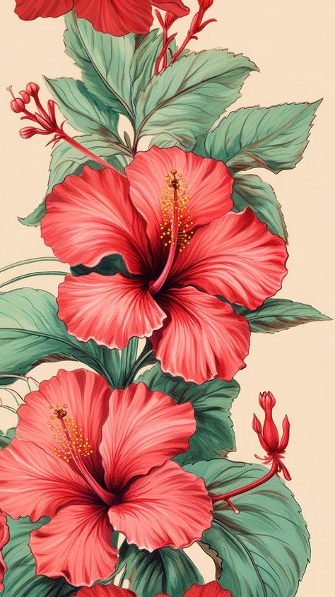 Vintage drawing red Hibiscus hibiscus | Premium Photo Illustration - rawpixel Hibiscus Flower Illustration, Hibiscus Illustration, Hibiscus Painting, Hibiscus Drawing, Hibiscus Flower Drawing, Hibiscus Flower Pattern, Red Hibiscus Flower, Wall Murals Diy, Hibiscus Tattoo