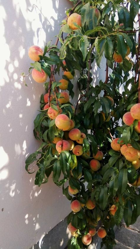 Peach Trees Aesthetic, Peach Fruit Aesthetic Wallpaper, Peach And Green Aesthetic, Peach Tree Aesthetic, Peach Tree Wallpaper, Fruit Tree Aesthetic, Peach Fruit Aesthetic, Peaches Aesthetic, Peach Farm