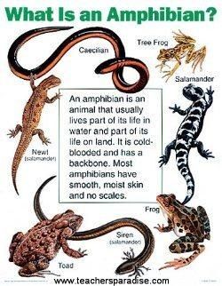 Do you know the difference between reptiles and amphibians? This will help. Montessori, Reptiles Preschool, Amphibians Activities, Animal Classification, Rabbit Cages, Pond Life, Animal Science, Young Animal, Preschool Theme