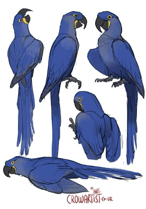 Macaw Drawing, Hyacinth Macaw, Parrot Drawing, Blue Hyacinth, Creature Drawings, Animal Sketches, Creature Concept Art, Bird Drawings, 영감을 주는 캐릭터