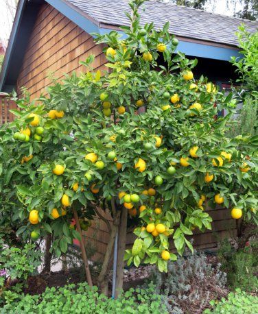 Special! Meyer Lemon Citrus x Meyeri Large Fruit - 10 Seeds Lemon Meyer Tree, Spring Planting Guide, Tree Garden Design, Lemon Plant, Growing Mushrooms At Home, Meyer Lemon Tree, How To Grow Lemon, Garden Posts, Garden Wallpaper